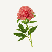 Load image into Gallery viewer, Panier Des Sens Shea Butter Bar Soap - Magnolia Peony
